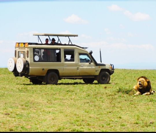 Safari gallery picture 10