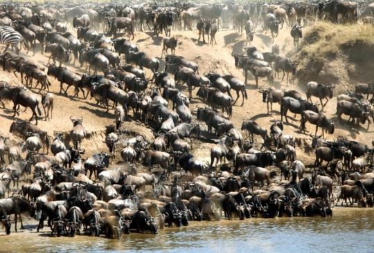 Safari gallery picture 12