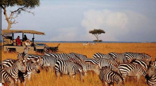 Safari gallery picture 13