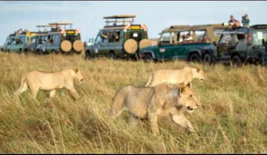 Safari gallery picture 14