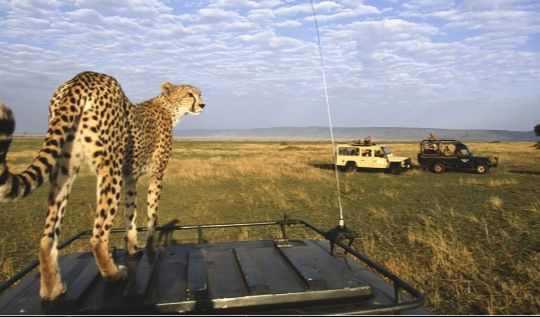 Safari gallery picture 16