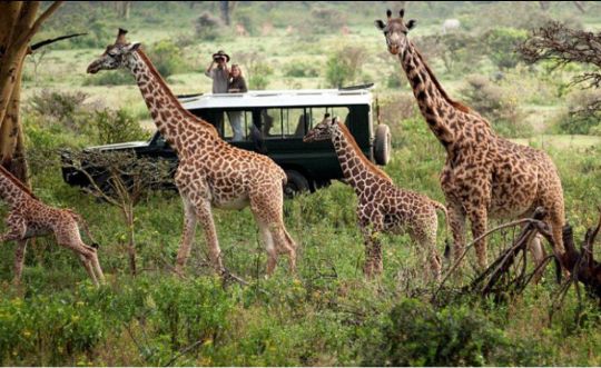 Safari gallery picture 19