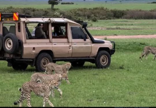 Safari gallery picture 20