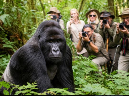 Safari gallery picture 24