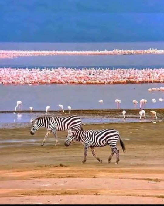Lake Nakuru scenery