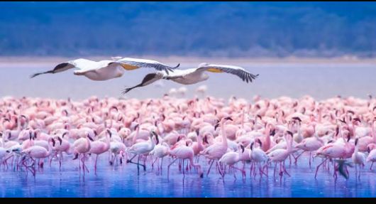 Lake Nakuru scenery