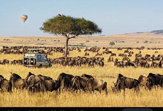 Maasai Mara wildlife and grasslands