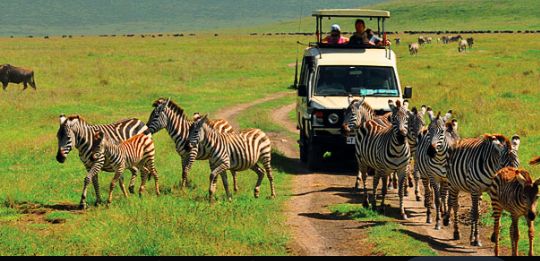 Tanzania Safaris 