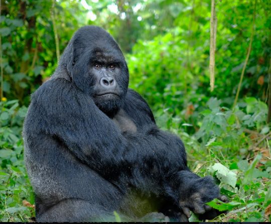 Uganda Safaris